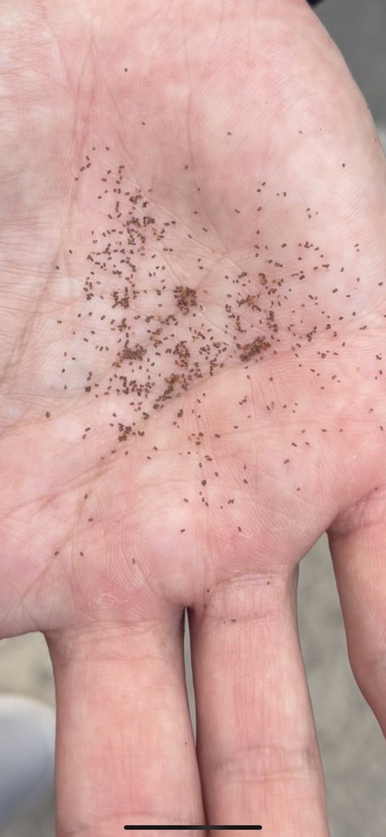 OurFavOnlineDoc's tweet photo. When Jesus said:

“IF you have faith like a mustard seed…”

Well, this is actually what a mustard seed looks like if you have never seen one.
This is totally mind-blowing. Wow. https://t.co/XNi5TEOfP4