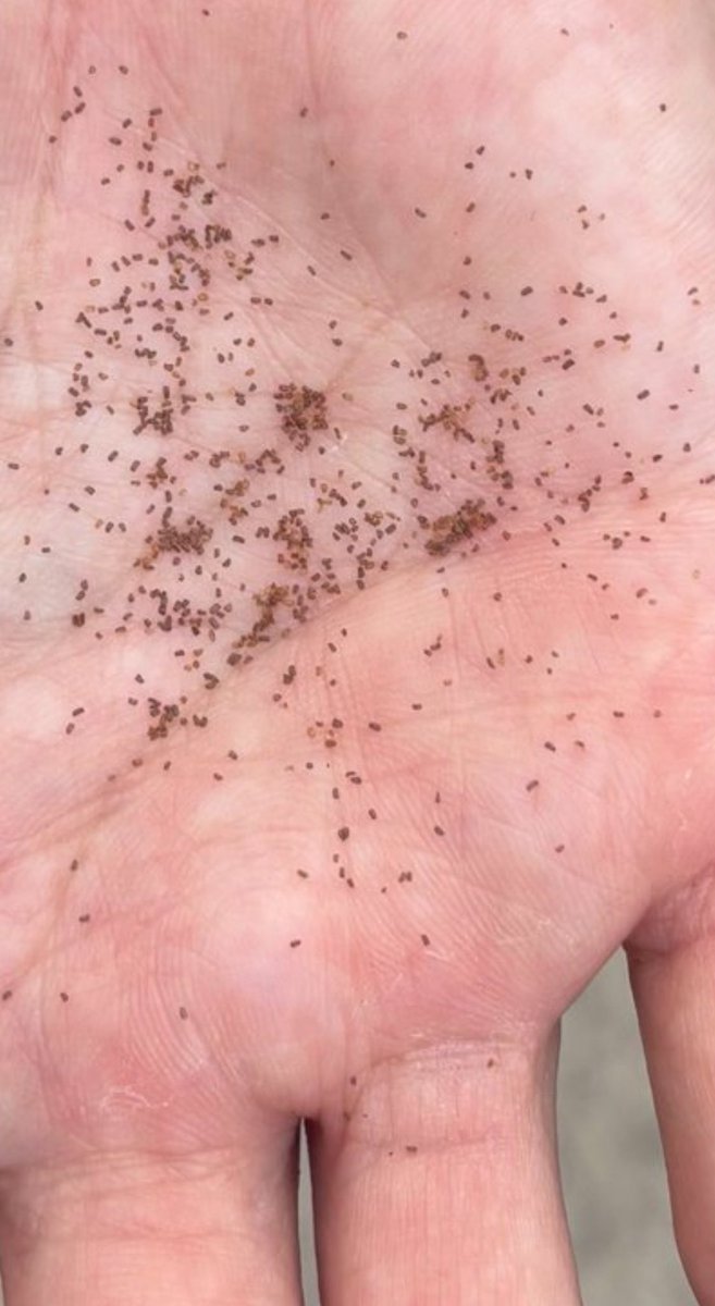 OurFavOnlineDoc's tweet photo. When Jesus said:

“IF you have faith like a mustard seed…”

Well, this is actually what a mustard seed looks like if you have never seen one.
This is totally mind-blowing. Wow. https://t.co/XNi5TEOfP4