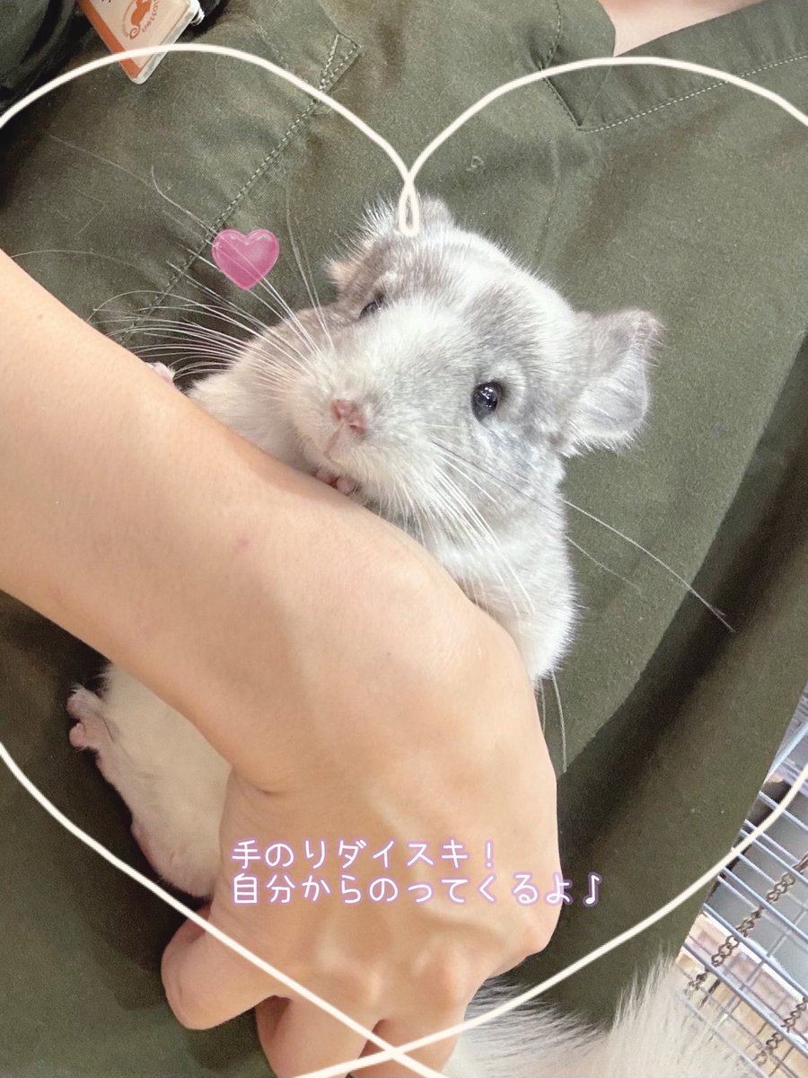 🩶新入荷チンチラ紹介🤍 白が多めの明るい毛色のパイド✨ お顔もきゅる