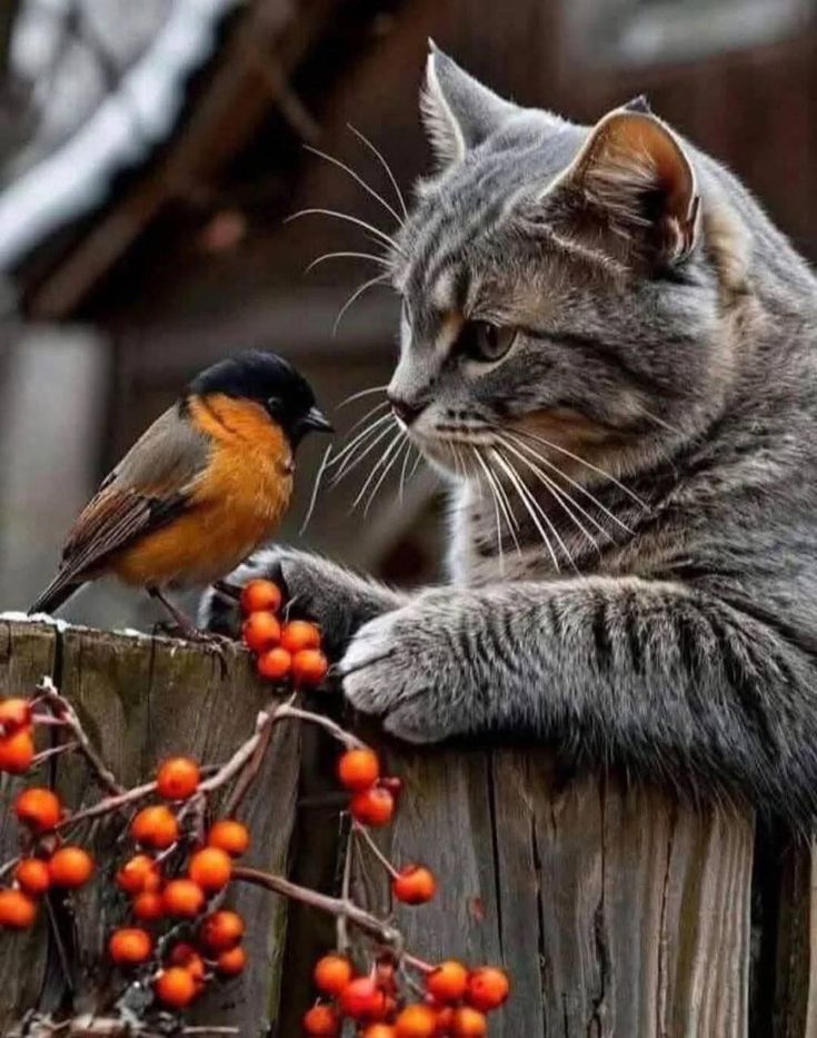 Good morning, I wish you a peaceful day!