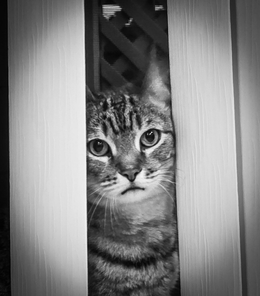 fiferfindsit's tweet photo. Hello!
#photography #blackandwhite #blackandwhitephotography #pets #cats #kfiferphotography https://t.co/5EGqhsx1ER