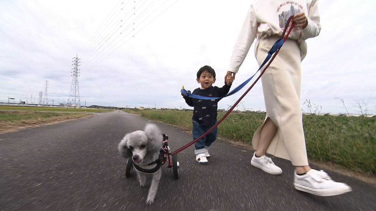 cx_mezamashi's tweet image. #きょうのわんこ に登場してくれたのは「リン」でした🐶けがの影響で後ろ足が不自由なんだけどご主人が用意した車椅子で長男の海成くんと歩くことができるんだって😌

きょうのわんこはFODで無料配信中→fod.fujitv.co.jp/title/3291/

#めざましテレビ