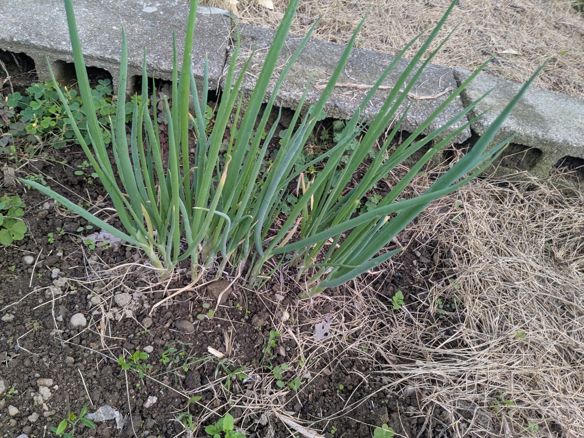 h_secondlife's tweet image. 畑主の都合で引っ越しを2度ほど強制的にさせられ一度枯れかけたけど再び元気になったわけぎ

#家庭菜園 #田舎暮らし #移住