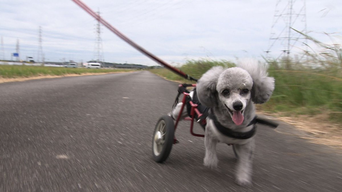 cx_mezamashi's tweet image. #きょうのわんこ に登場してくれたのは「リン」でした🐶けがの影響で後ろ足が不自由なんだけどご主人が用意した車椅子で長男の海成くんと歩くことができるんだって😌

きょうのわんこはFODで無料配信中→fod.fujitv.co.jp/title/3291/

#めざましテレビ