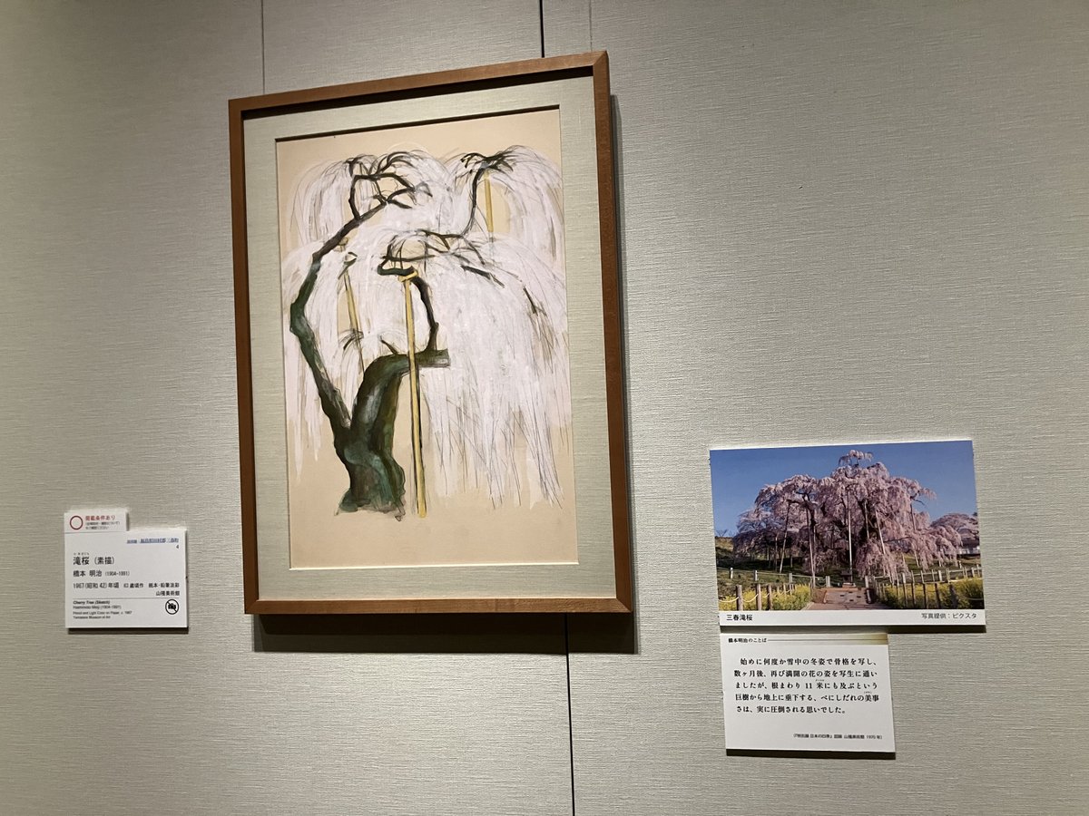 🌸本物と見間違うほど！？三春滝桜の日本画を東京で楽しもう！ 山種