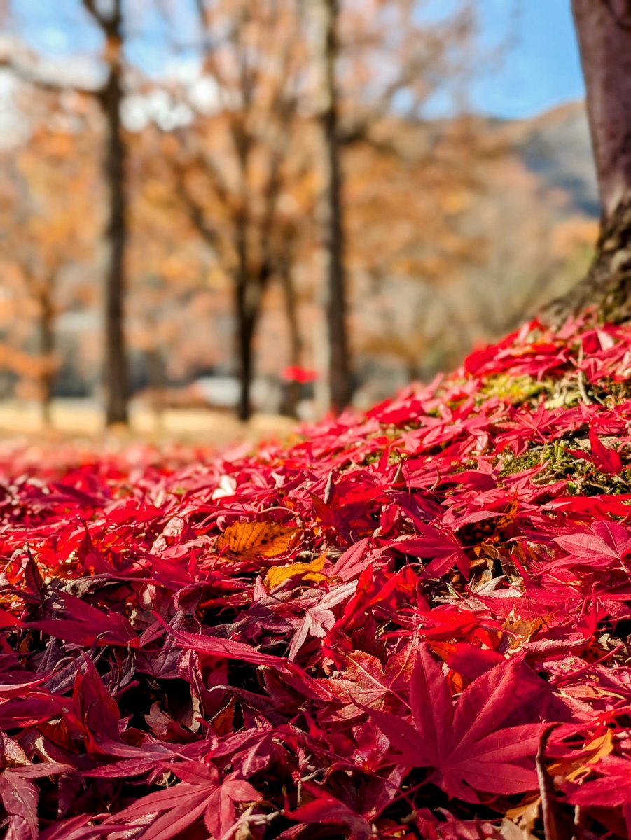 たけたけてけてけページ てけてけ (@teketeke1951) / Posts / X