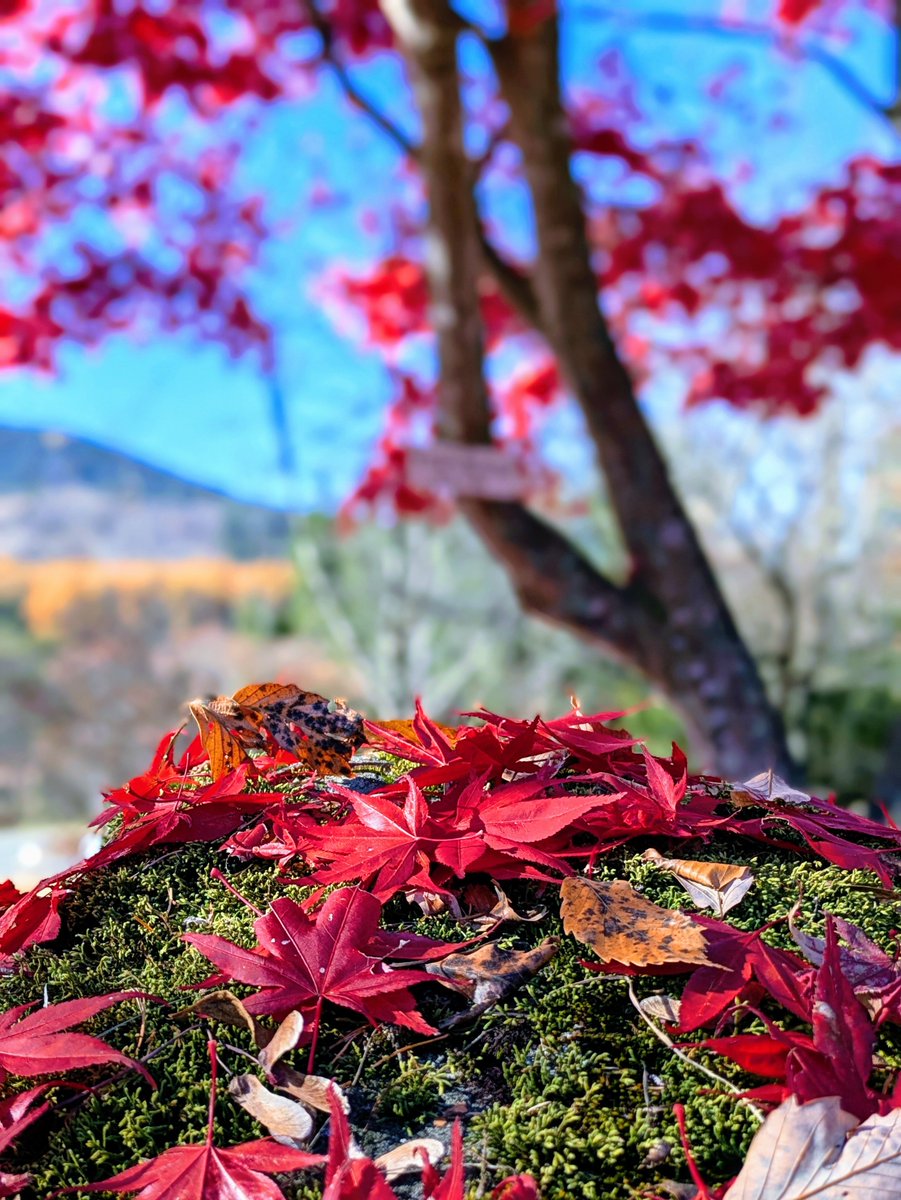 てけてけ (@teketeke1951) / Posts / X