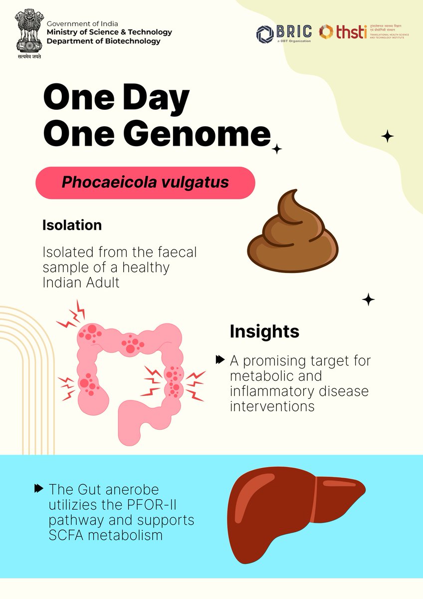 DBTIndia's tweet photo. The Functional Genomics Laboratory at @THSTIFaridabad  has successfully decoded the whole genome sequence of Phocaeicola vulgatus, isolated from the faecal sample of a healthy Indian adult. This SCFA-producing gut anaerobe exhibits both commensal and opportunistic pathogenic traits, primarily utilizing the PFOR-II pathwayand supporting SCFA metabolism, making it a promising target for metabolic and inflammatory disease interventions.

#ODOG #Genomics #Guthealth 

@DrJitendraSingh 
@rajesh_gokhale
