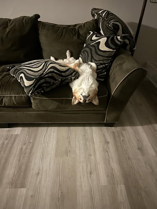 Corgi Lovers tweet media