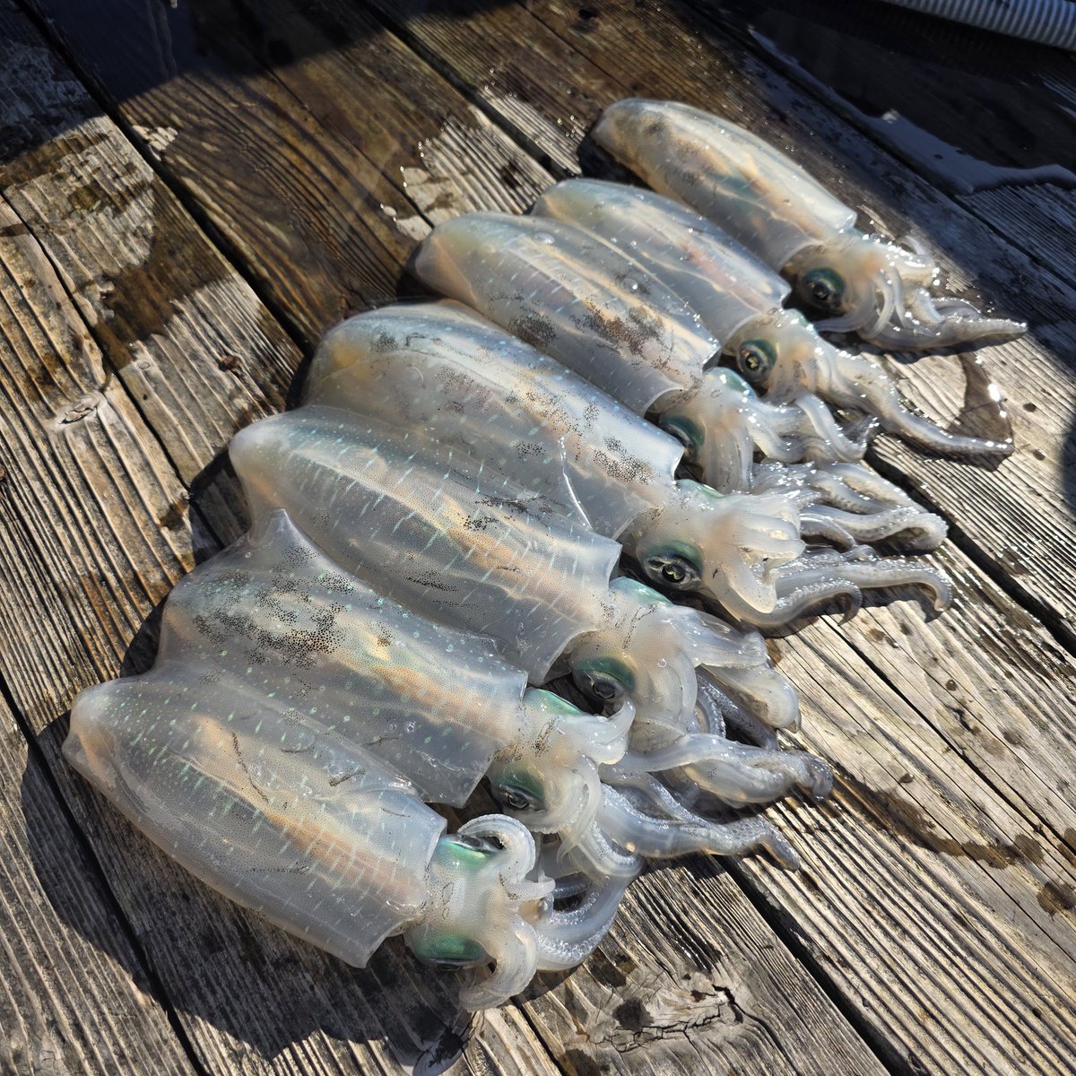 n_elfi_r's tweet image. 大好きなティップラン🫶