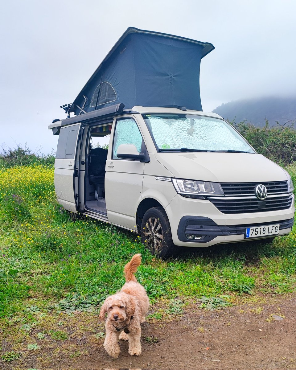 🐶 Amigos inesperados en el camino

🧡 #ACcamperLife #Vanlife #perros #vwt6 #vwcalifornia #pinolere