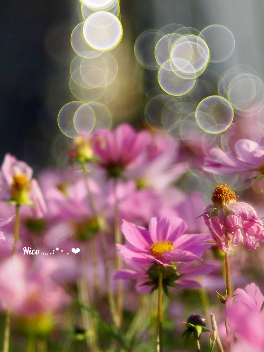 Nico* (@ifJw6xkFOtwG4FC) / Posts / X