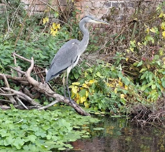 Our waterways are vital spaces for nature. That's why we're pleased to support the launch of a new local nature recovery strategy (LNRS) for Nottinghamshire.

Find out more about the LNRS, and how you can play a part in nature recovery, at nottsnaturerecovery.co.uk