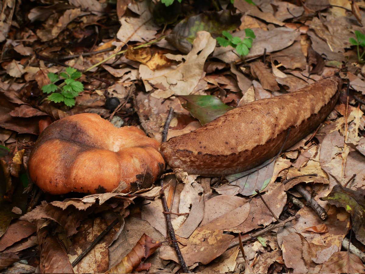 広島の山奥で見つけたヤマナメクジと思うやつ
ここのはみんなボリュームがあってふっくらボディであった。近場の山ではここまでのは全然見ない…食べ物たくさんの良い山なのかも。
キノコ食べてたやつにカメラを向けると「食べてないよ」という感じですぐに引っ込んでしまい食事の様子は撮れず。