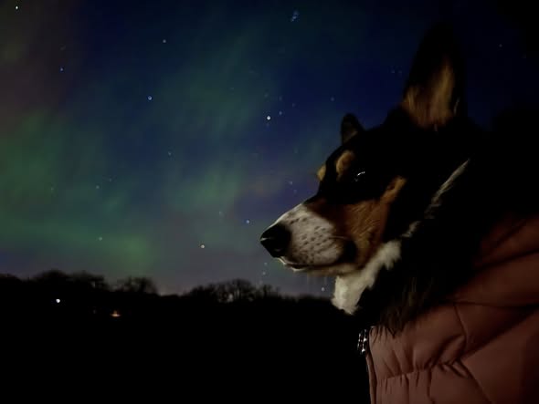 Corgi Lovers tweet media