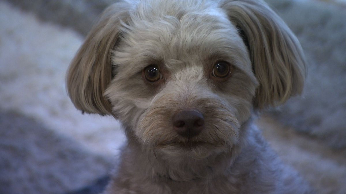 cx_mezamashi's tweet image. #きょうのわんこ に登場してくれたのは「かかお」でした🐶息子さんがおもちゃを鳴らすと🪇それに合わせていっしょに歌うように吠え続けるんだって😃

きょうのわんこはFODで無料配信中→fod.fujitv.co.jp/title/3291/

#めざましテレビ