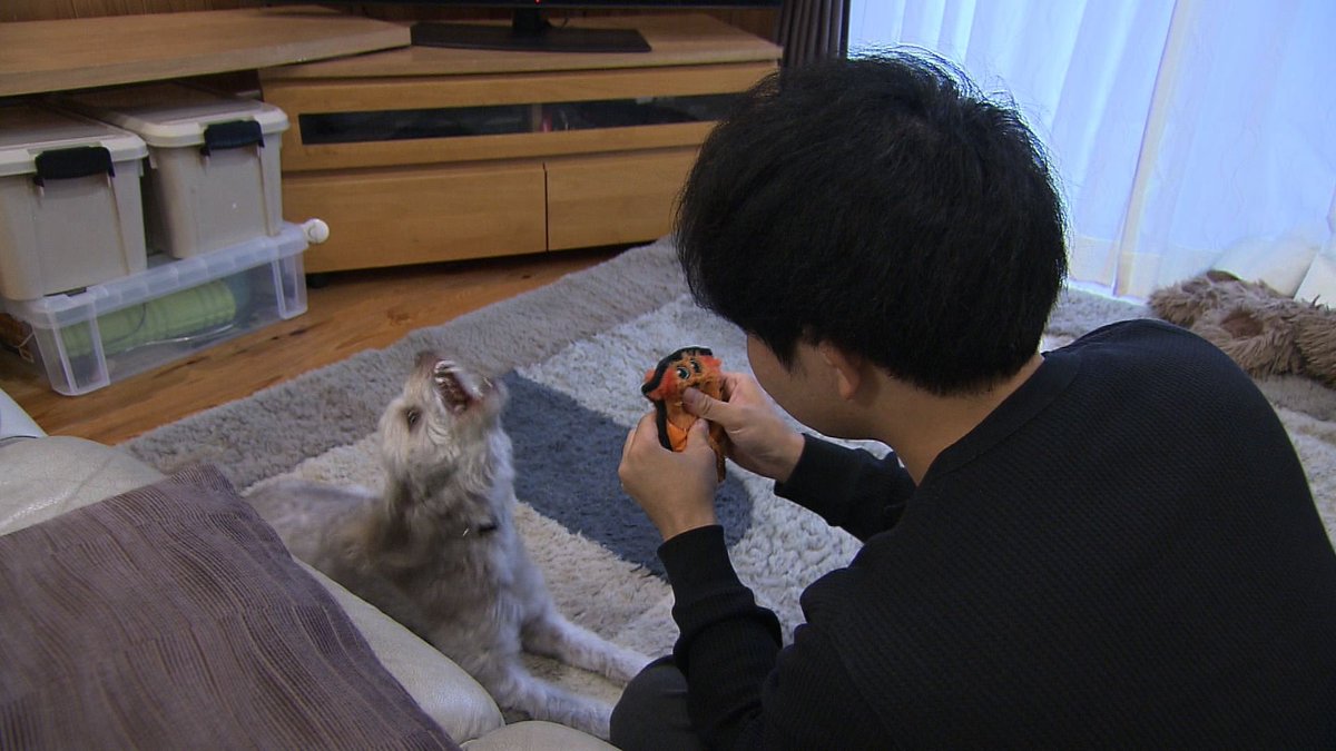 cx_mezamashi's tweet image. #きょうのわんこ に登場してくれたのは「かかお」でした🐶息子さんがおもちゃを鳴らすと🪇それに合わせていっしょに歌うように吠え続けるんだって😃

きょうのわんこはFODで無料配信中→fod.fujitv.co.jp/title/3291/

#めざましテレビ