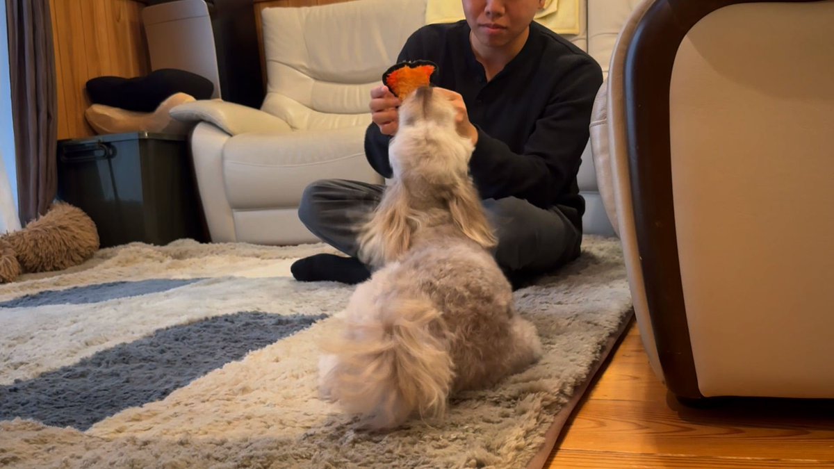 cx_mezamashi's tweet image. #きょうのわんこ に登場してくれたのは「かかお」でした🐶息子さんがおもちゃを鳴らすと🪇それに合わせていっしょに歌うように吠え続けるんだって😃

きょうのわんこはFODで無料配信中→fod.fujitv.co.jp/title/3291/

#めざましテレビ