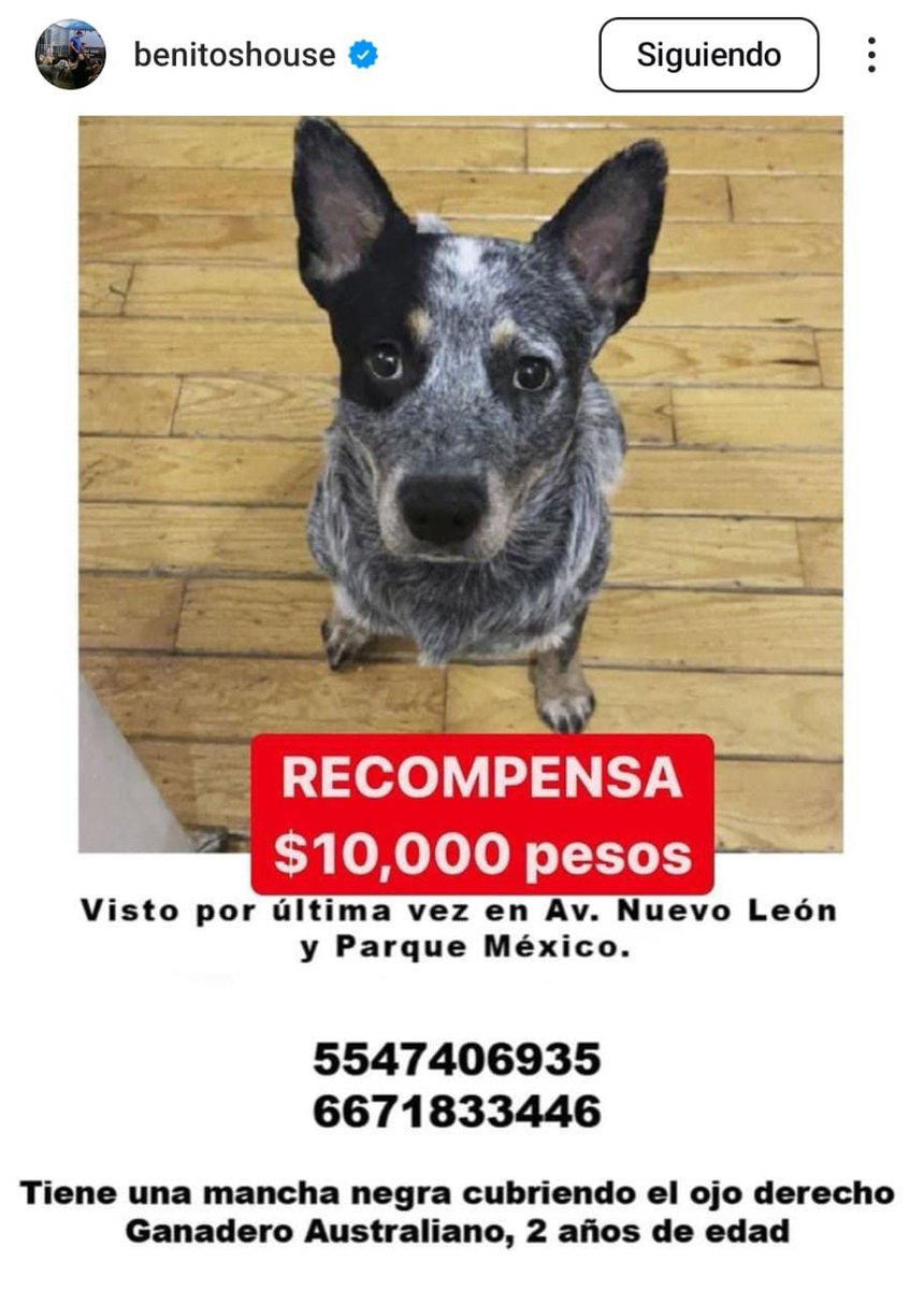 <a href="/condesa/">Condesa</a> <a href="/VidaCondesa/">Condesa & Roma Norte</a> <a href="/UbicapetMexico/">UBICAPET MÉXICO</a> <a href="/locapet/">LOCAPET</a> <a href="/HELA_MORE/">𝙷𝚎𝚕𝚊 𝙼𝚘𝚛𝚎 🐶</a> <a href="/lawera33/">Perros Encontrados sin su dueño</a> <a href="/MascotasSismo/">Mascotas Sismo</a>