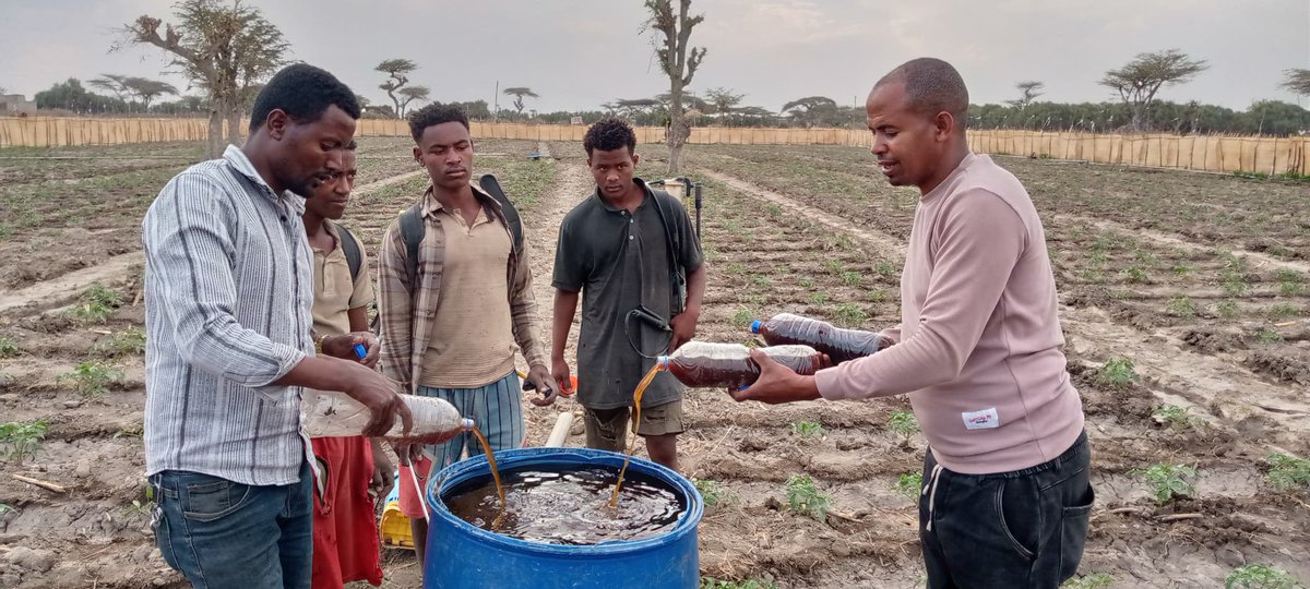Local famers mixing #Vermiwash for a folial application on young tomato plants which boosts growth and preventing disease incidences. #NutrientCycling #Vermiwash #Agroecology #SustainableFarming. Small practices that contribute a lot to the Climate Action. #COP30.