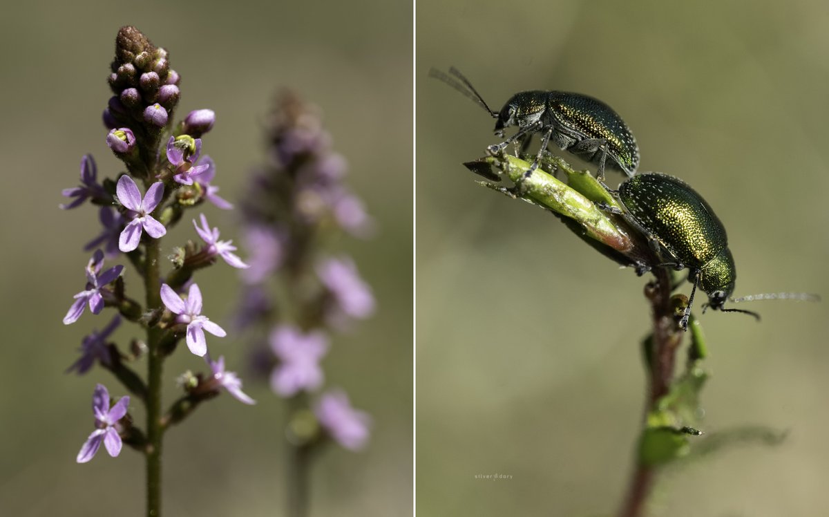 thesilverdory's tweet image. Trigger plants (Stylidium sp.) and some of the smaller locals dining out on the local vegetation in open grassland near Gipsy Point, East Gippsland, VIC. 
#ozplants #inthefield #spring #beetles