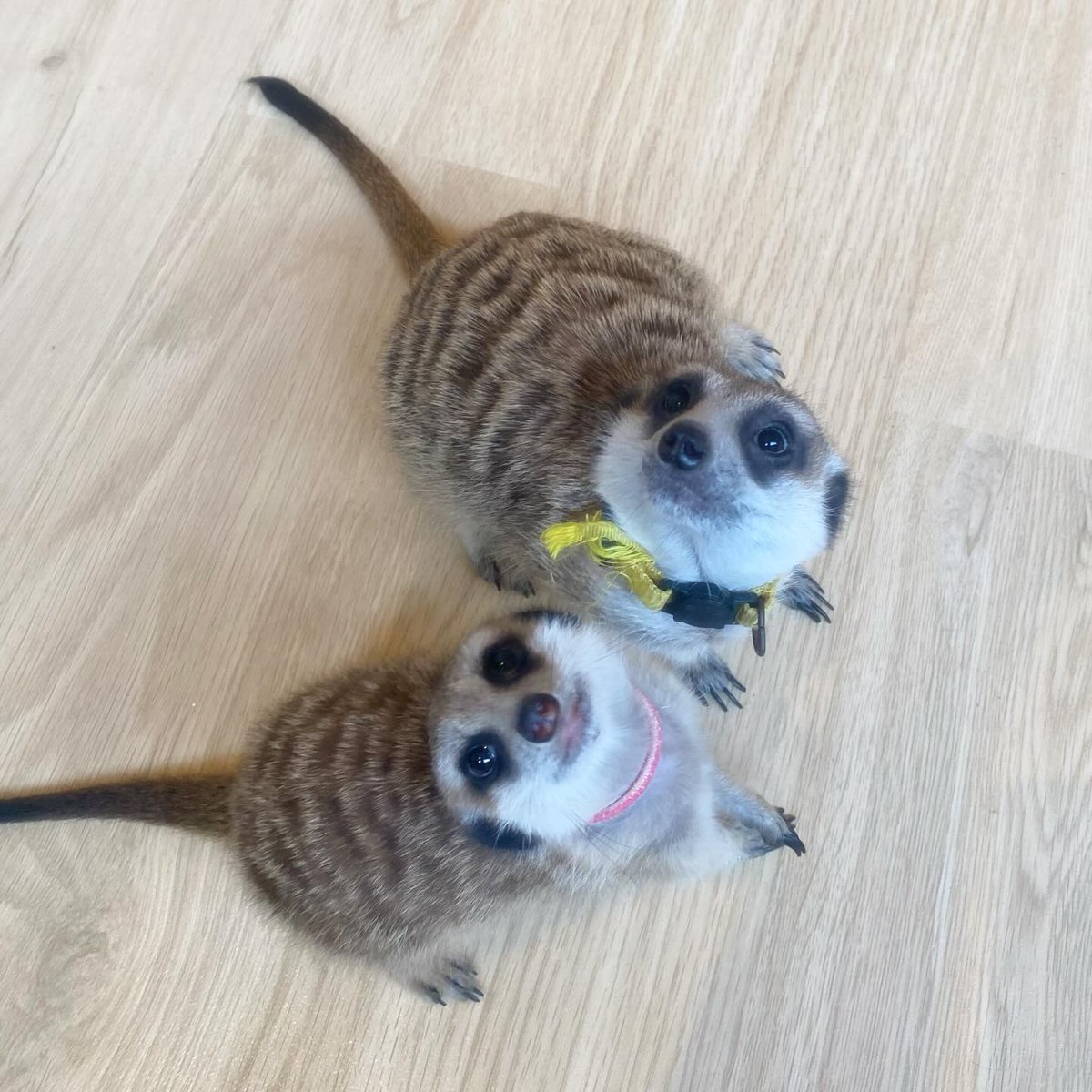 googoo_cafe's tweet image. こんにちは☀️
今日はエビマヨくんとココアちゃんを推してくださっているお客様が会いに来てくれました🐾
ふたりとも嬉しそうでニコニコ☺️💕
ぜひ推しの子を見つけにいらしてくださいね🌷

Hello☀️
Today, a lovely guest who supports Ebimayo-kun and Cocoa-chan came to visit us🐾
They both looked…