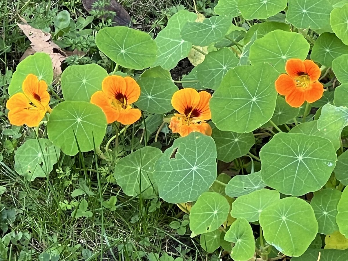 Ces petites capucines de l’été de la Saint-Martin pour vous souhaiter une belle journée !