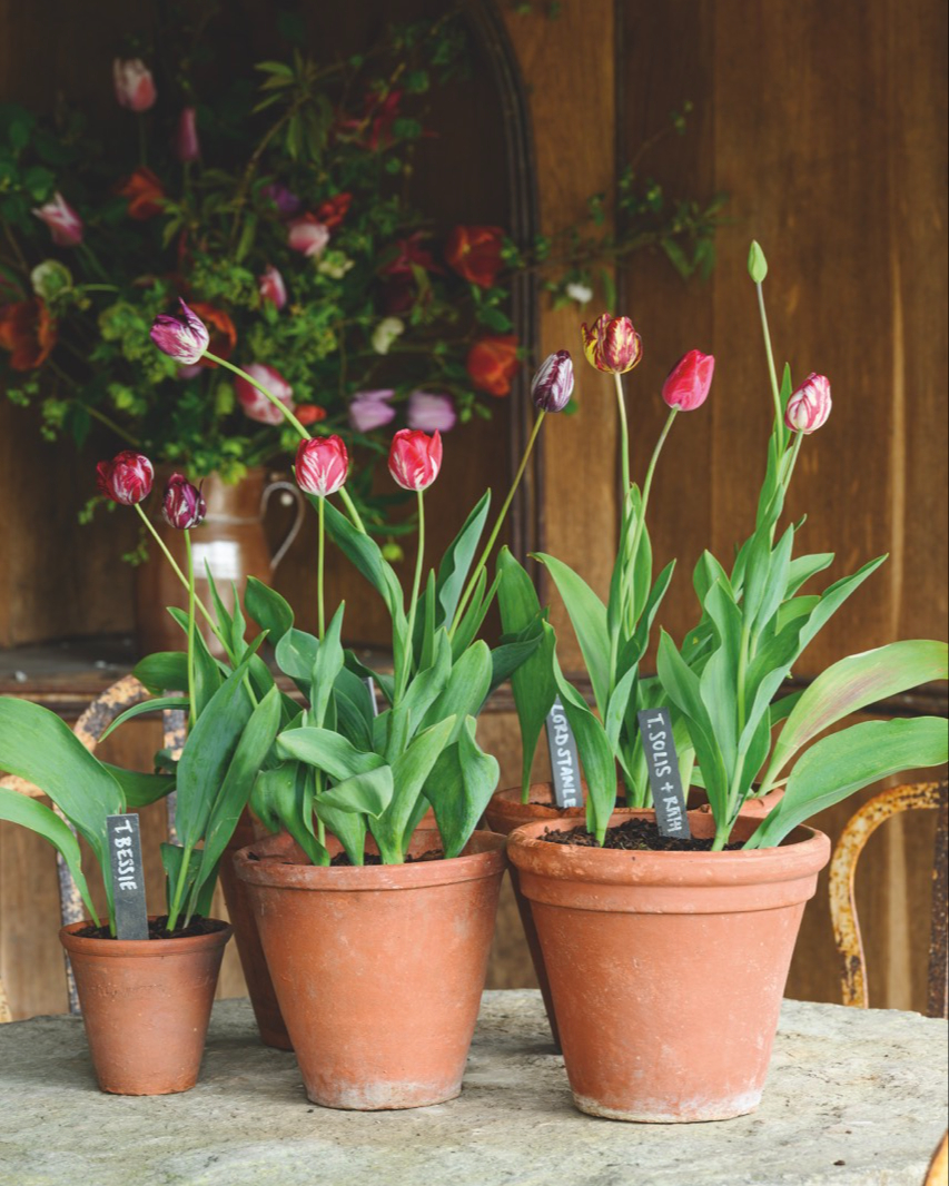 GdnsIllustrated's tweet image. Enjoy tulips year after year: how to create sustainable tulip displays 🌷

Polly Nicholson has mastered the art of growing tulips sustainably. She shares her advice with us.

Read the article at gardensillustrated.com/plants/plantin…

📸 Jason Ingram

#plantrecommendations