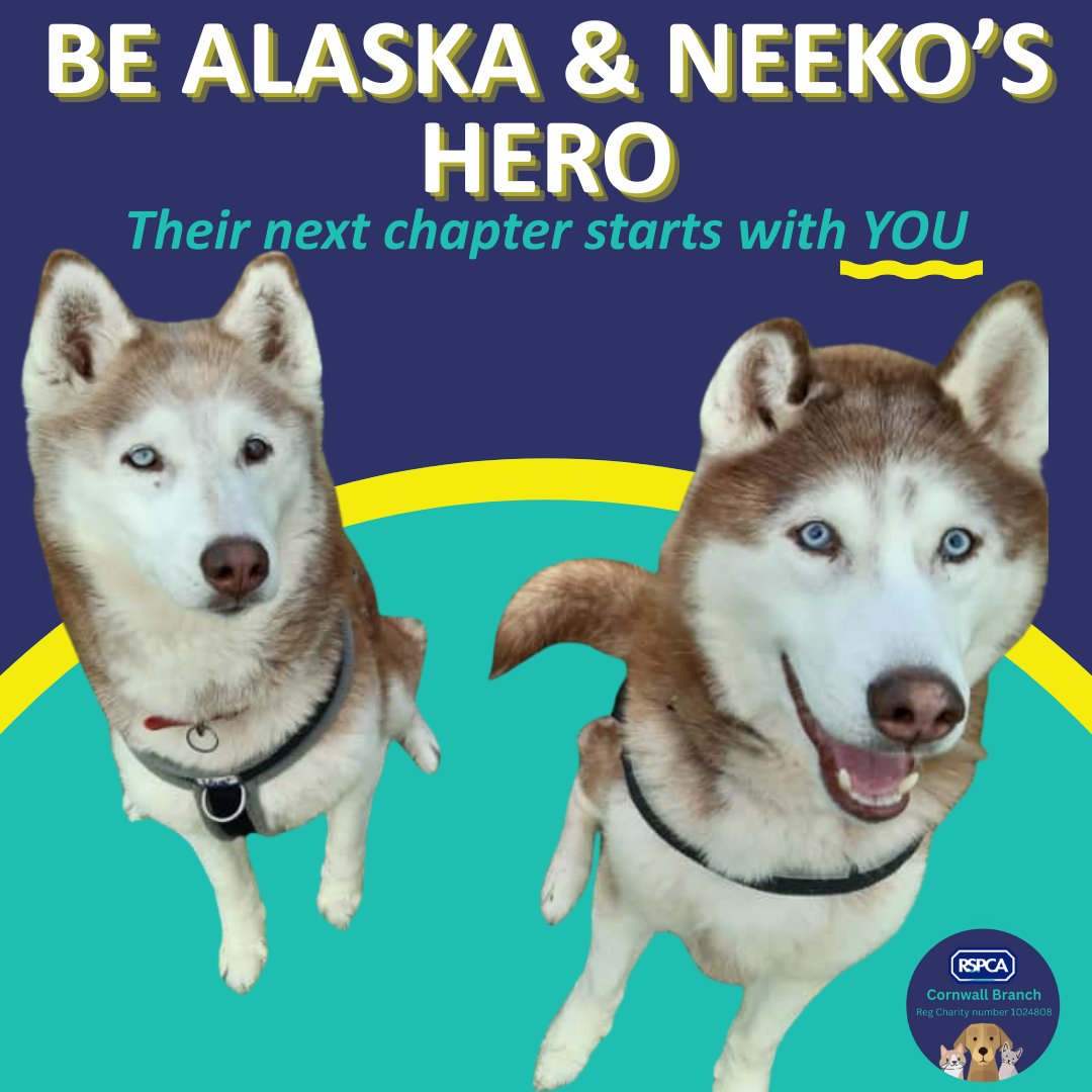 RSPCA Cornwall tweet media