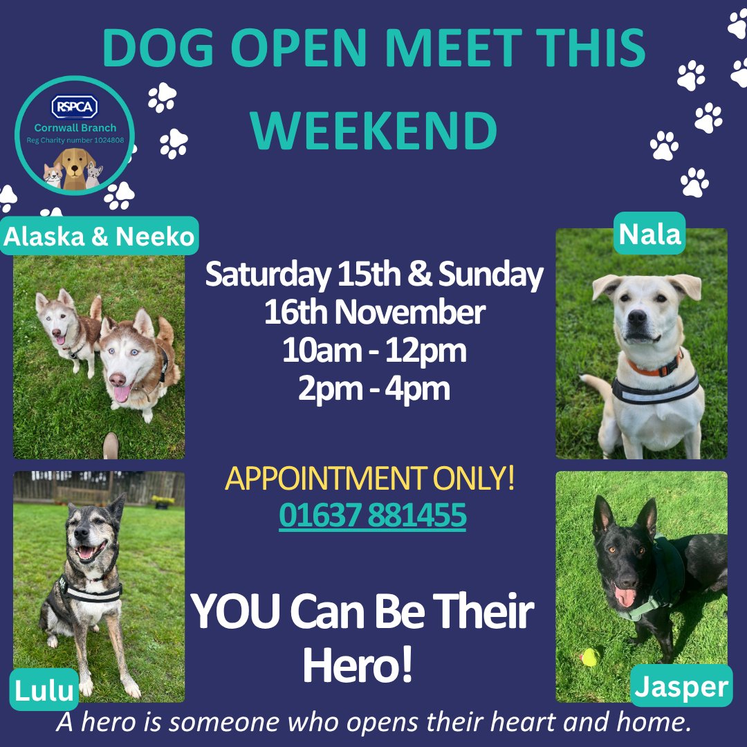 RSPCA Cornwall tweet media