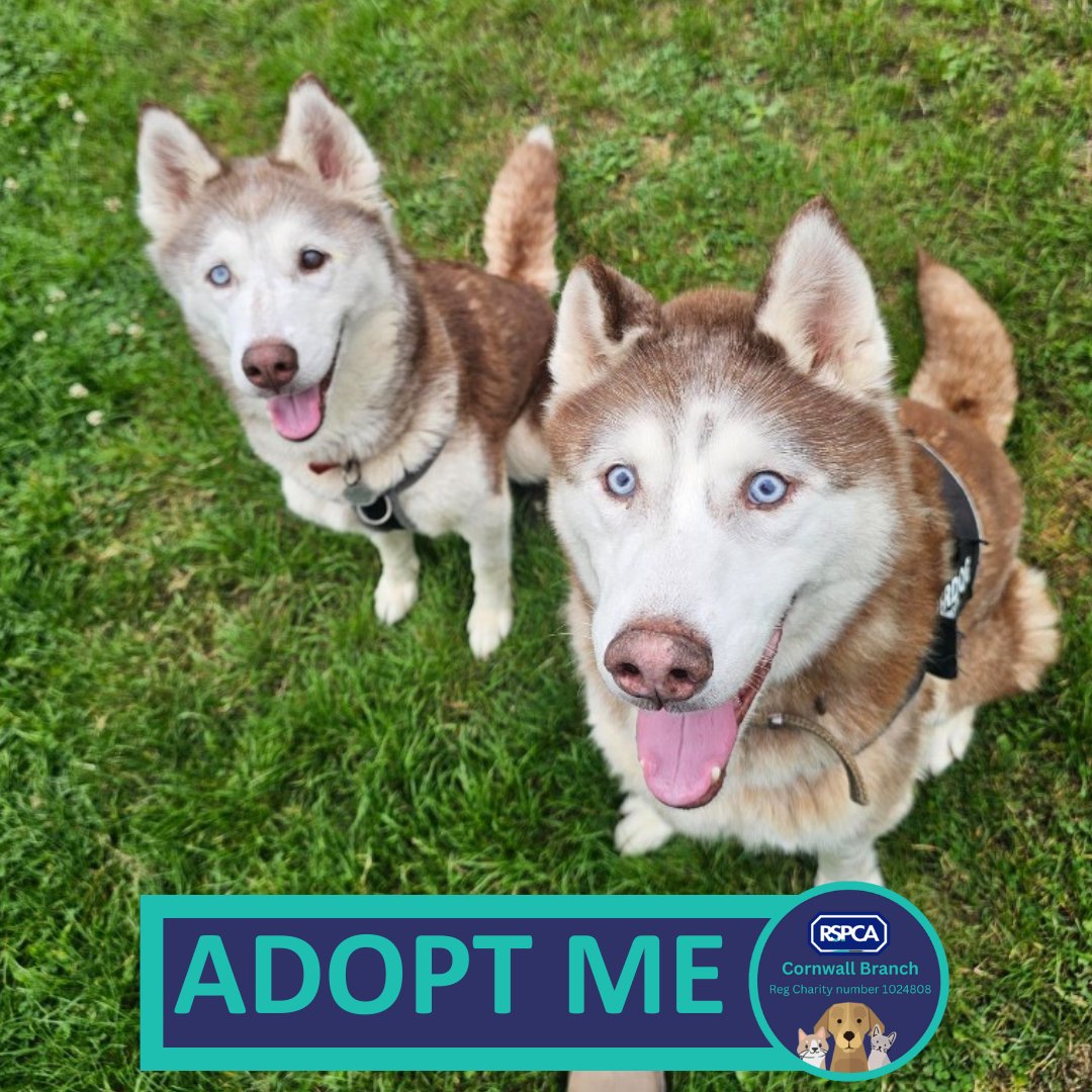 RSPCA Cornwall tweet media