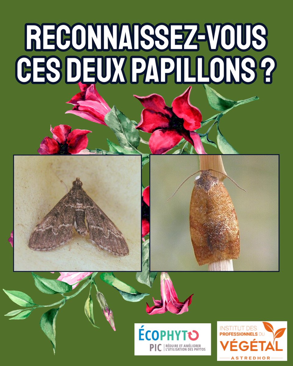 🦋Ce sont Duponchelia fovealis et Cacoecimorpha pronubana ! Deux ravageurs des cultures horticoles contre lesquels l'<a href="/astredhor/">ASTREDHOR</a> a testé des pièges connectés avec des résultats encourageants ! Pour lire le dossier dédié, c'est par ici ➡️ ow.ly/HyFU50XqqiW