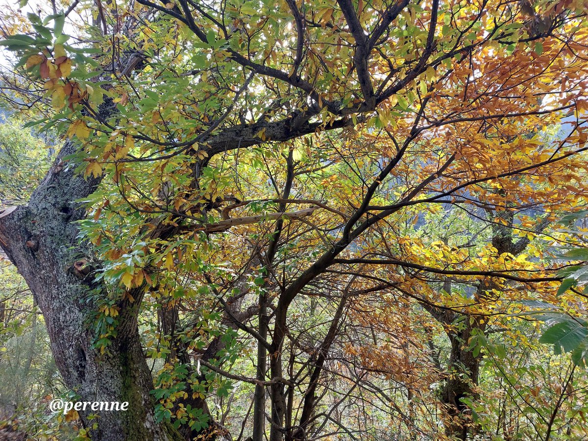 Cual cristal de Bohemia 
#BuenosDías #13Nov