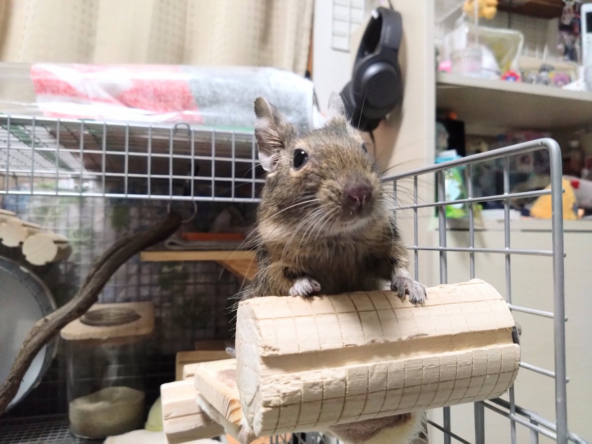 2013arare's tweet photo. 扉を開けると、ここの場所まで走ってきてピルピルお喋りしてくれる、つきみちゃん。今日も可愛いねえ https://t.co/9XRKekRZRH