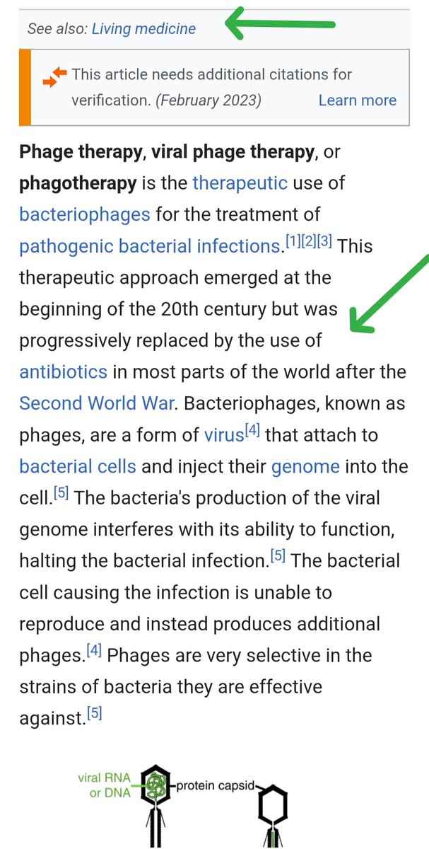 classical_logic's tweet image. PHAGE THERAPY
&quot;Bacteriophages, known as phages, are a form of virus that attach to bacterial cells and inject their genome into the cell. The bacteria&apos;s production of the viral genome interferes with its ability to function, halting the bacterial infection
en.wikipedia.org/wiki/Phage_the…