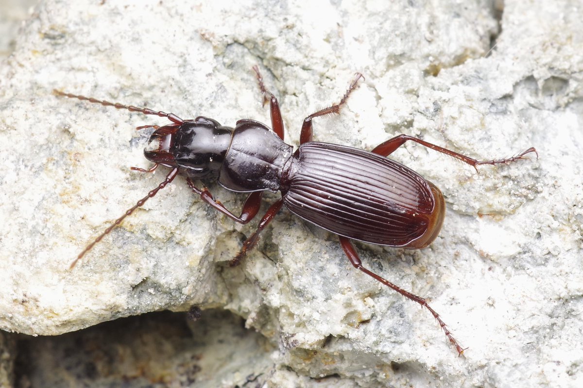 ミノオナガゴミムシ Pterostichus yamashitai morita, 2019

地下浅層からのそのそと這い出してきた、中型のかっこいいナガゴミムシ。

オオズにしては頭小さいけど普通のプテロにしては頭でかいな…となった。
オオズナガゴミムシは多系統群で、和名に反映されるかどうかは問題ではないらしい。
