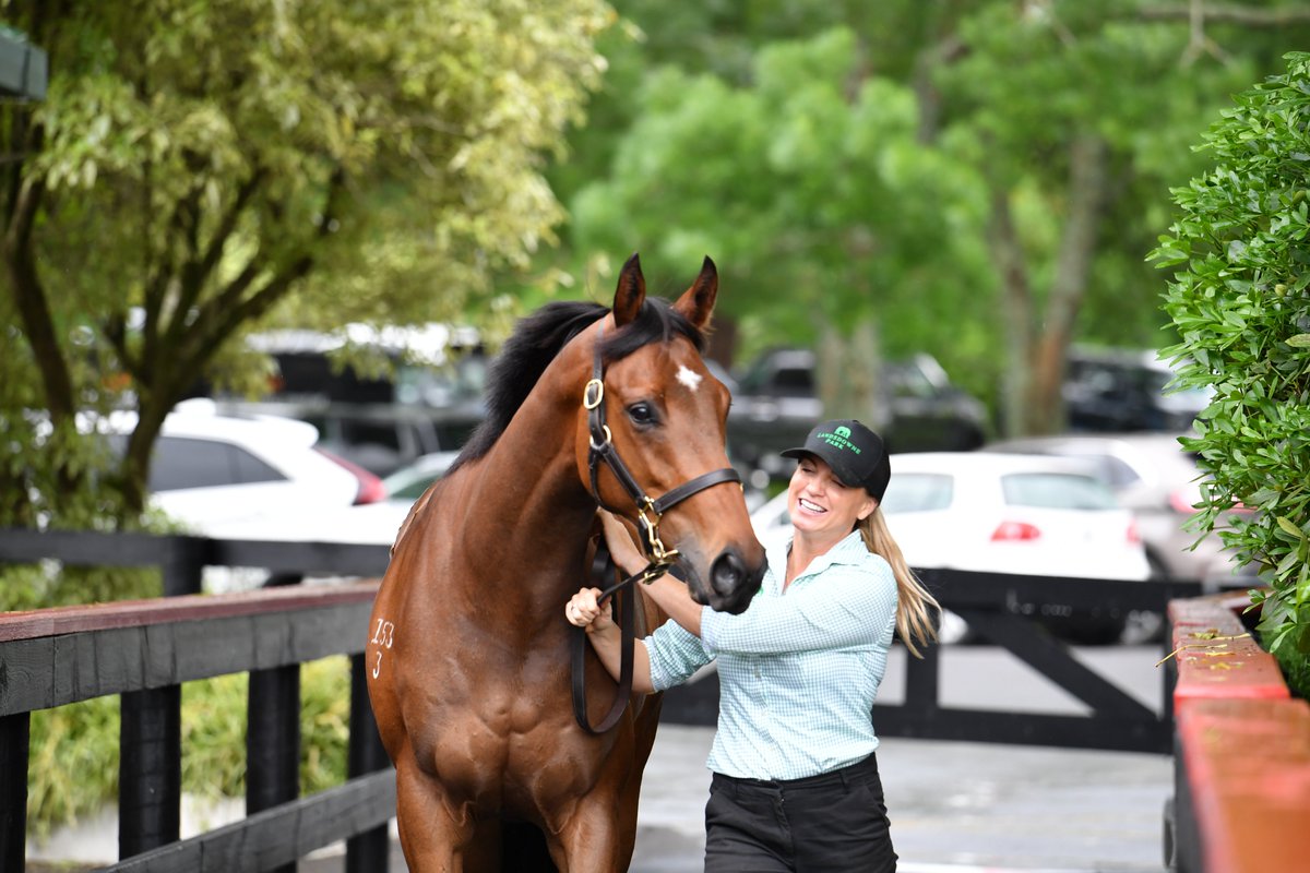 KarakaChat's tweet photo. New Heights for Record Ready to Run Sale 🔥

Monumental results were witnessed across two days of selling at NZB’S 2025 Ready to Run Sale, confirming the demand for proven racetrack results and quality New Zealand-prepared horses.

All key sale indicators increased at the close of selling, with the aggregate reaching a record $41,407,500, a record median of $100,000 and record average of $156,255 achieved.

“It’s quite remarkable, another record-breaking sale,” commented NZB’s Bloodstock Sales Manager Kane Jones.

“The whole team have put in a massive shift, not just over the last few days, but months out, and even years building relationships for this Sale. I’m very proud of the entire team.

“Just a magical number hitting that $41m in turnover, but the average is up, median is up as well which indicates that middle market was particularly strong.

“It’s just a credit to the vendors who continue to support this Sale and make it what it is,” added Jones.

Prepared and offered by KB Bloodstock, Lot 374 achieved the top price for the Sale,a colt by Zoustar, who was purchased by leading buyer Mr Yeung Kin Man for $825,000.

The sale-topping colt was one of 16 purchases for Hong Kong’s Mr Yeung.

The second top-lot of the day was Lot 371, a Written Tycoon colt from the draft of Prima Park. Purchased by upcoming Hong Kong trainer James Cummings for $775,000, he closed out the Sale as the second leading buyer behind Mr Yeung, securing three lots in total.

For the ninth consecutive year, Riversley Park were leading vendor, selling 33 lots for $6,525,000. Their highlight being a colt by Satono Aladdin (Lot 105) who sold for $675,000 during the opening session to Mr Sanxiong Gao.

“It’s a great thing they’ve got going on there with the mainland Chinese racing horses in Hong Kong. They’re sourcing them here and racing them there, because obviously the money in Hong Kong is unbelievable,” commented Riversley Park’s Sam Beatson.

The leading vendor by average was Landsdowne Park, selling four lots for an average of $277,500, while the leading sire by average was the sale-topping Zoustar, reaching an average of $431,667 for three lots sold.

Read full press release here 📰: https://t.co/PA8MqAOOIy