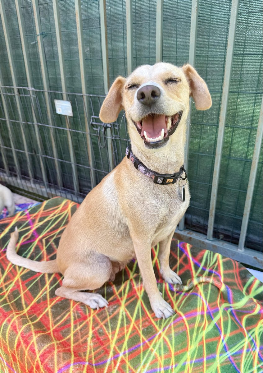 Los Angeles Dogs For You! 🐶 tweet media