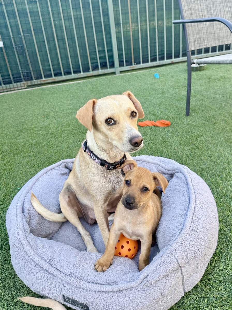 Los Angeles Dogs For You! 🐶 tweet media