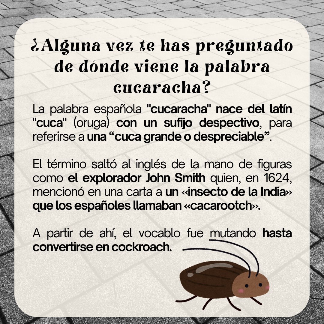 🐛🪳

#ciencia #biología #divulgación #cucarachas #zoología