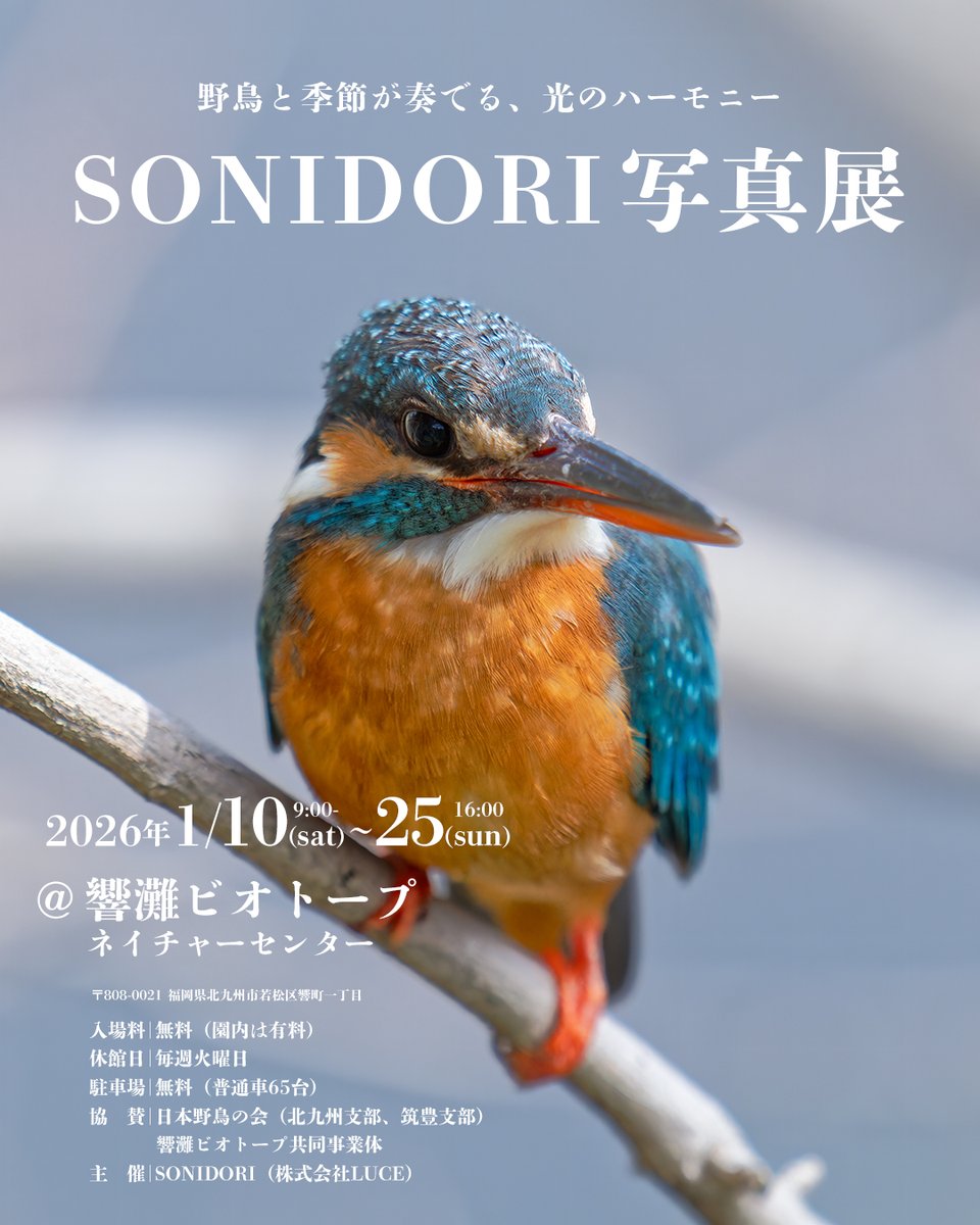 sonidori_jp's tweet photo. 【SONIDORI写真展】
第4回フォトコンテストの応募作品を展示します！
四季の中で出会った野鳥たちの美しい姿をぜひご覧ください✨️

会場：響灘ビオトープ（ @hibikinadabio  ）
期間：2026/1/10〜25（9:00〜17:00）
入場無料（園内は有料です）
主催：SONIDORI

#SONIDORI写真展 #響灘ビオトープ https://t.co/4BCI6V1E9L