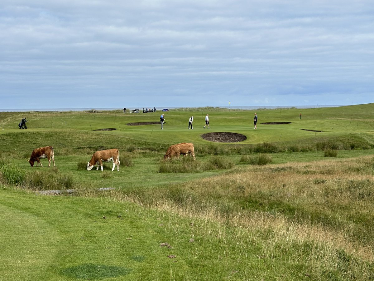 IainStuartwall1's tweet photo. @JohnstonGarrett @BroraGolfClub And cows https://t.co/T88yCIYEnw