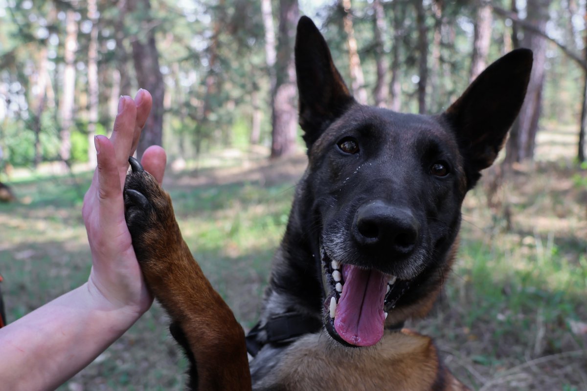 Behind every successful #MineDetectionDog stands a partnership built on care &amp; respect. The welfare of our dogs is just as important as the results they achieve. Work sessions are followed by rest, water &amp; sometimes a snack, helping them stay focused, healthy, and stress-free.
