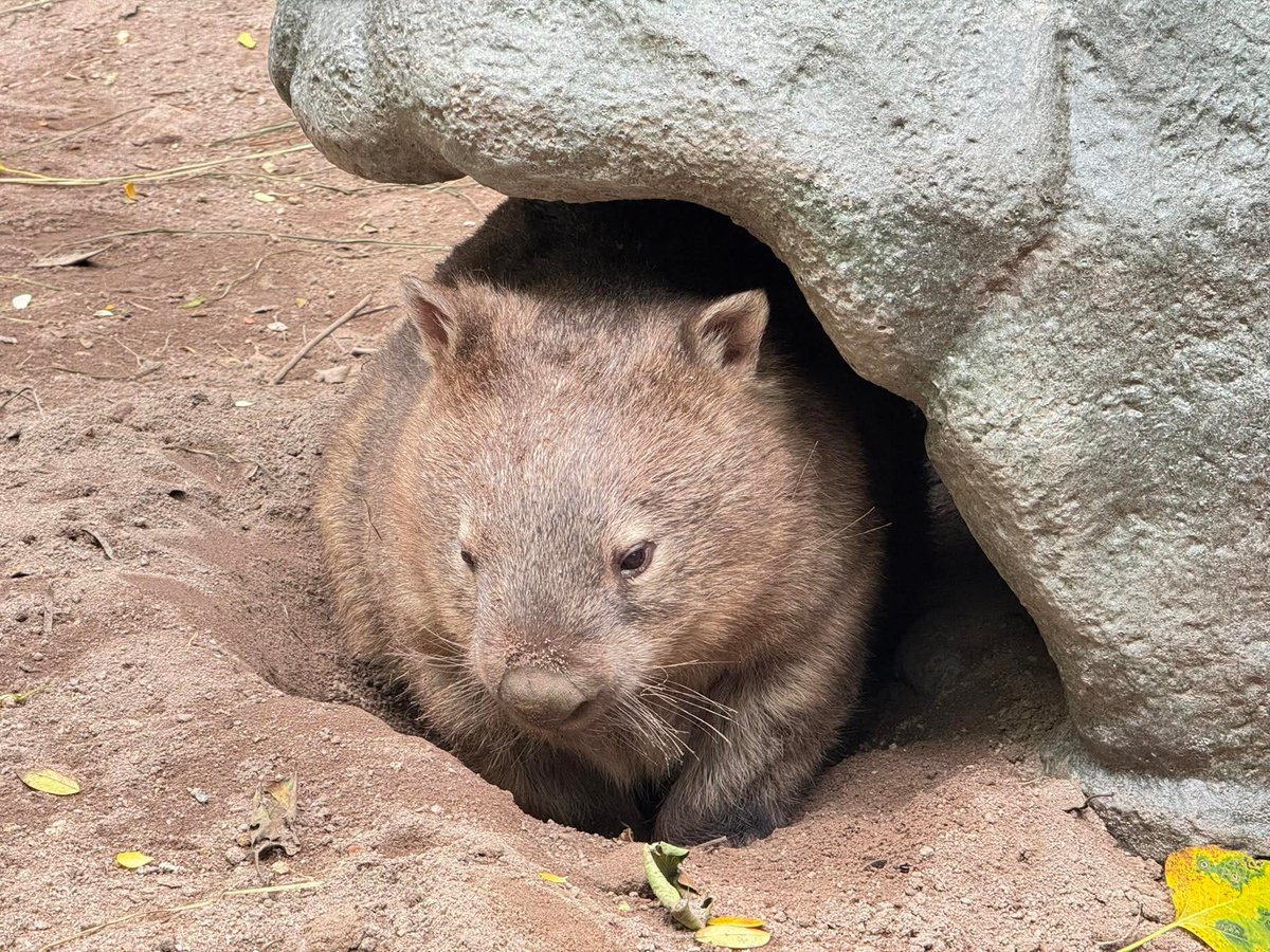 KhaokheowZoo's tweet image. ป้าไอซ่าคนสวย อ้วนกลม ตะมุตะมิ น่าฟัดสุดๆ 🥰

#ป้าไอซ่า #วอมแบท
#วอมแบทตัวเดียวในไทย
#สวนสัตว์เปิดเขาเขียว
#ชลบุรี