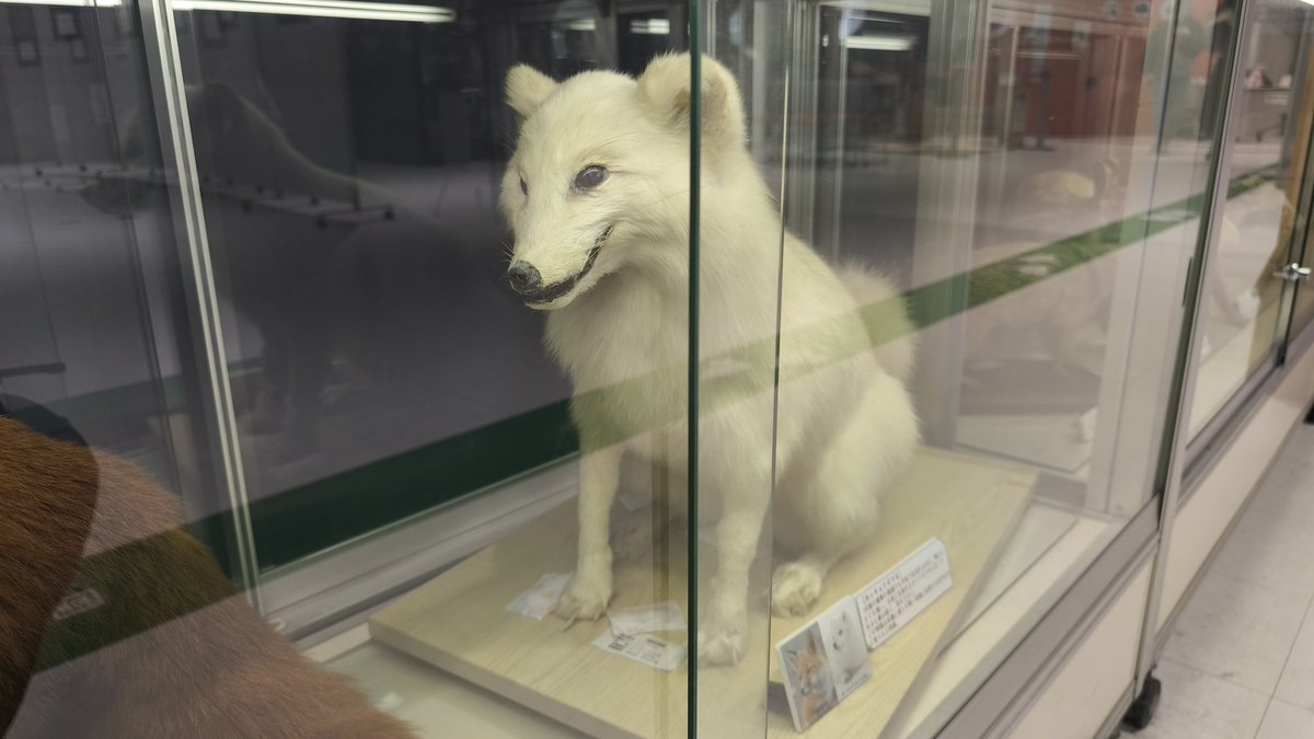 白いたぬきかと思ったらホッキョクギツネだったわ