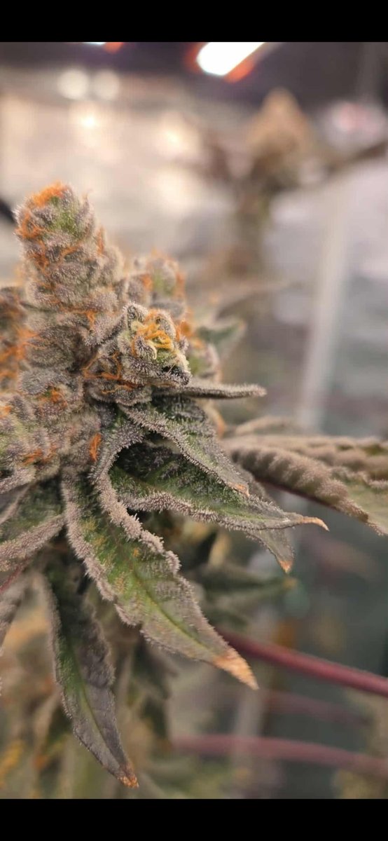 Tiger Autoflower Seeds tweet media