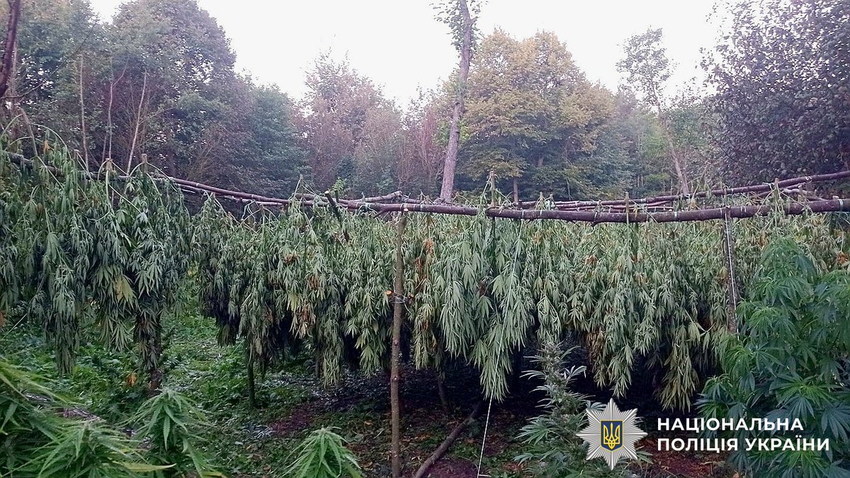 get_more's tweet image. Los Podillianos Vinnytsia Verde