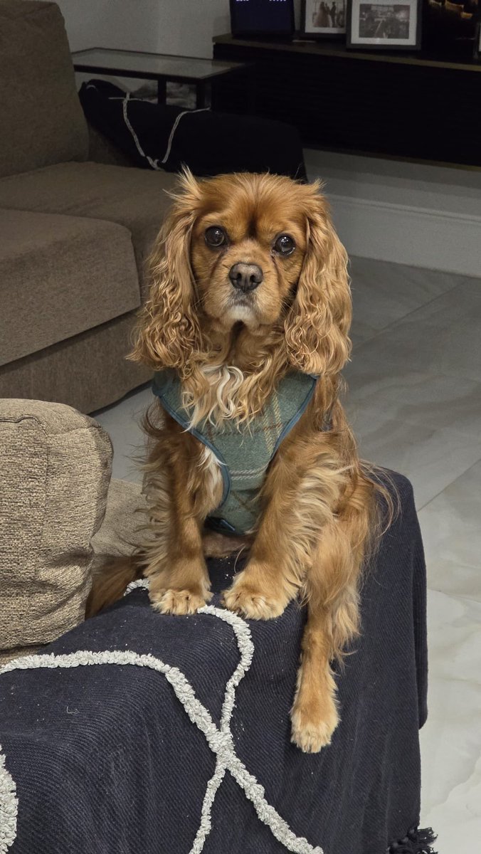 New pose is straddling the sofa arm and letting the chicken leg hang free 🍗 #CavPack