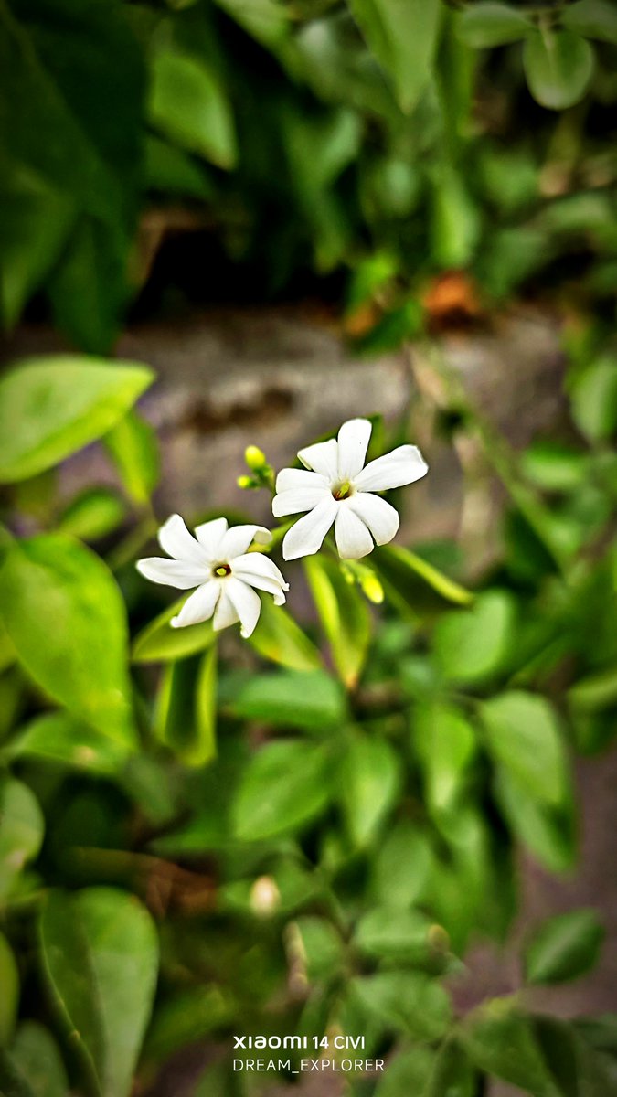 dream_explore13's tweet photo. Post your 3rd pic from your gallery
#DreamShots #XiaomiPhotography #ShotonSnapdragon https://t.co/WvKlOKaf93