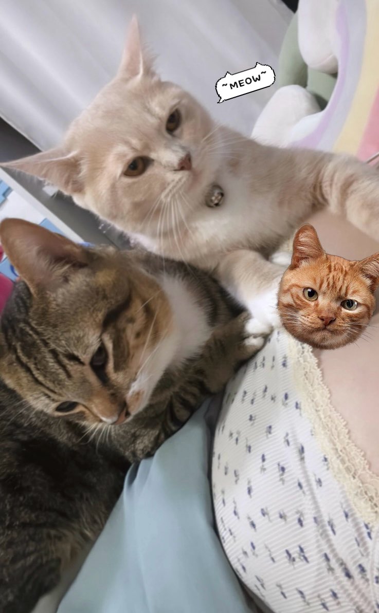 ไม่สบายก็มีแค่แมวที่ให้กอดด  #rtxxdm